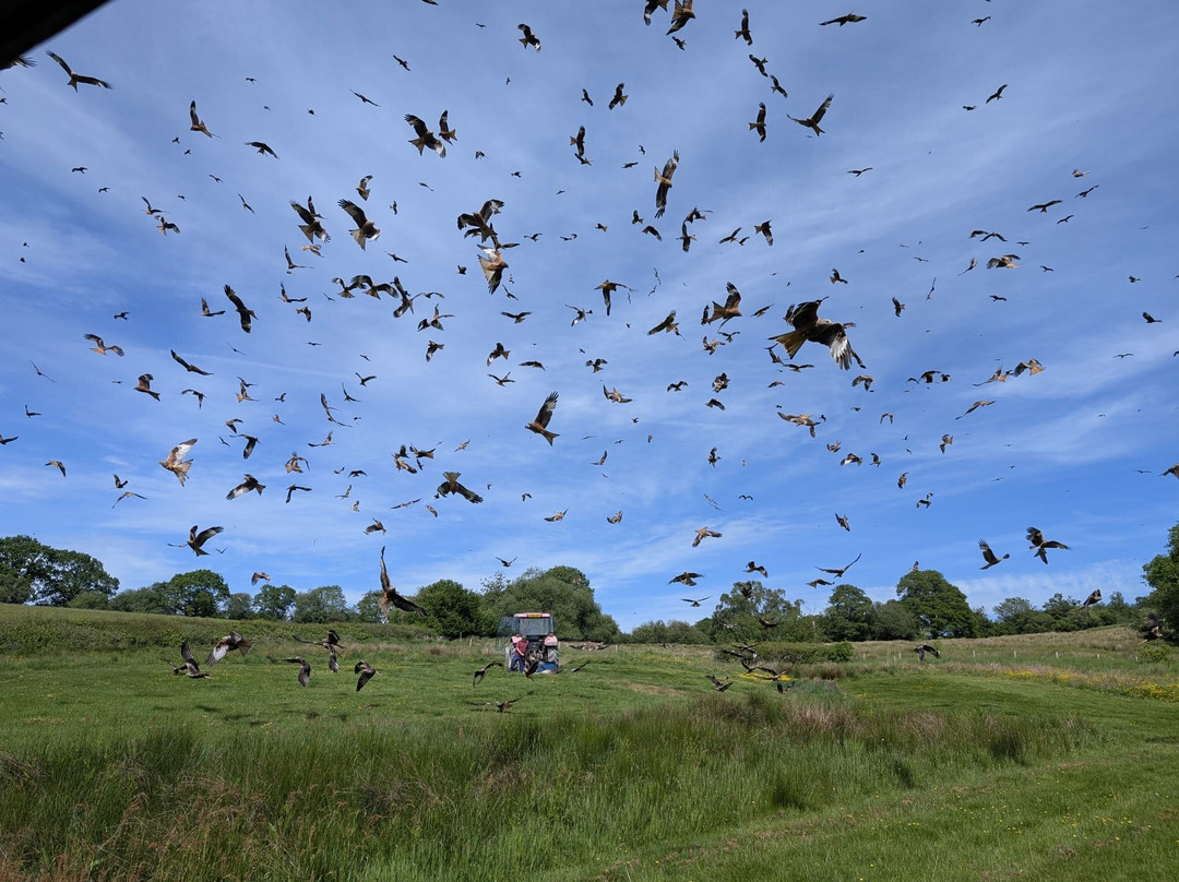 Gigrin Farm Red Kite Feeding Centre-Rhayader必去景点