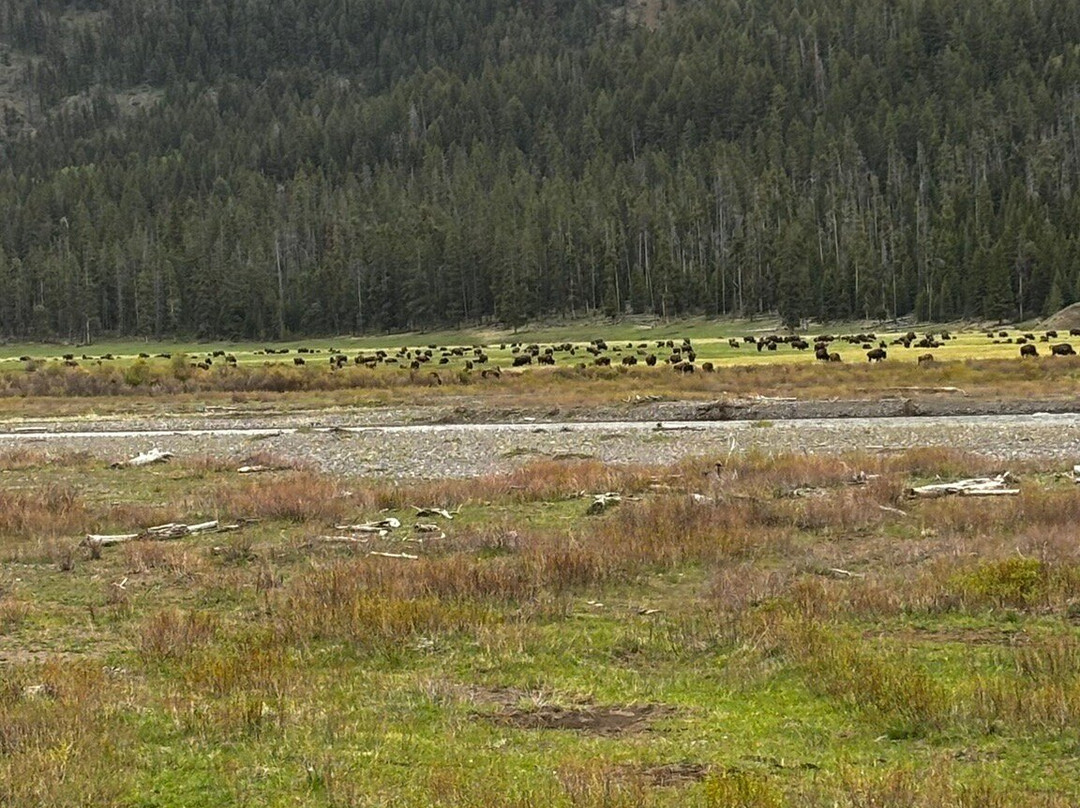 Lamar Valley Touring-加德纳必去景点