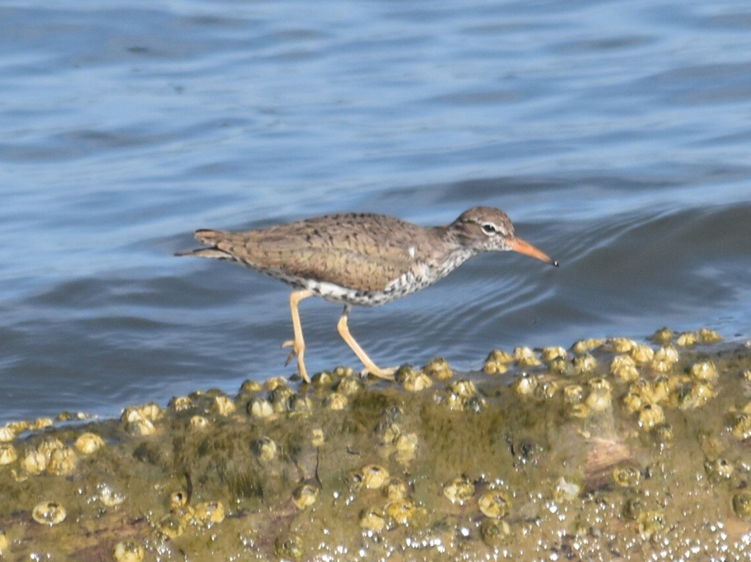Alabama Coastal Birding Trail-格尔夫海岸必去景点