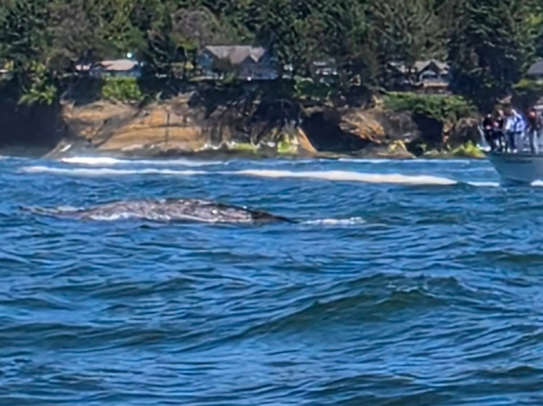 Whale Research EcoExcursions-Depoe Bay必去景点