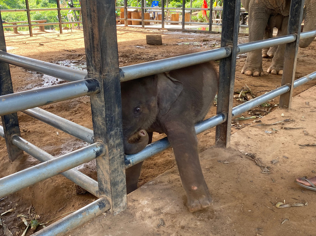 Krabi Elephant House Sanctuary-Sai Thai必去景点