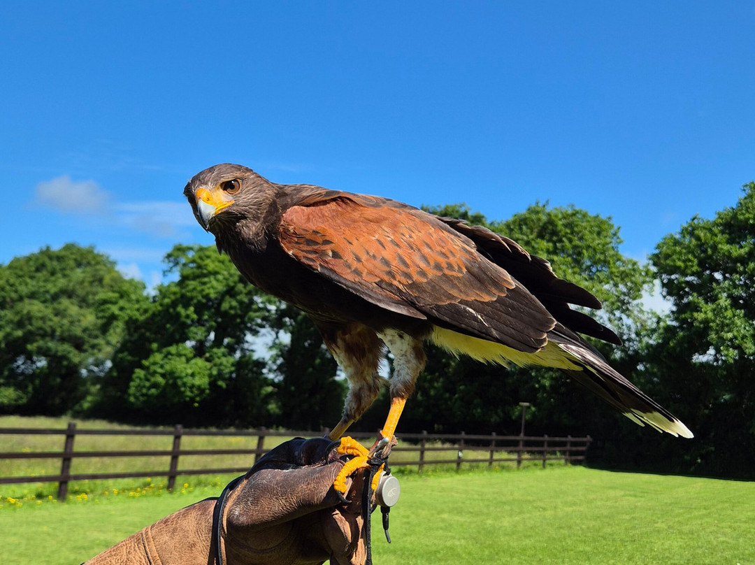 Falconry Kerry-基拉尼必去景点