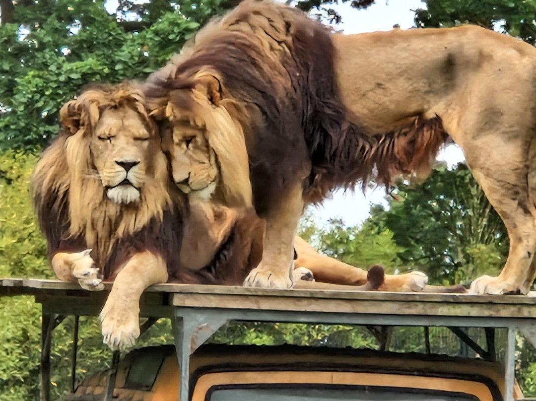 Zooparc Overloon-Overloon必去景点