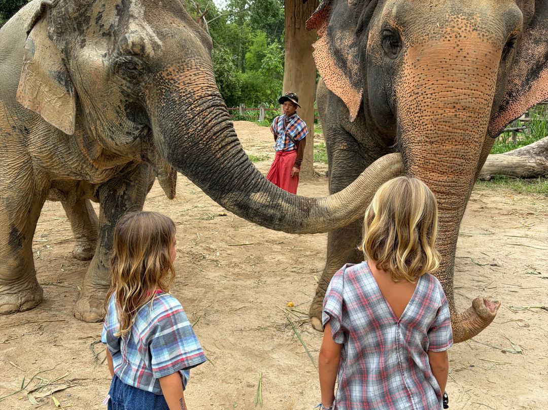 Maerim Elephant Sanctuary-夜林必去景点