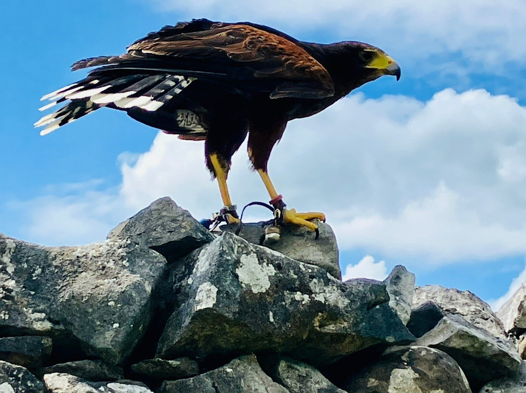 Settle Falconry-Feizor必去景点