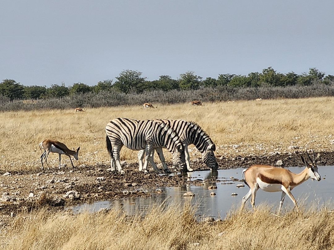 Born in Etosha Self-Drive Private Tours-Okaukuejo必去景点