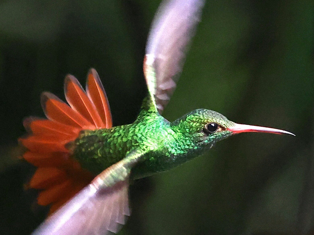 Ecuador Birds Tours-基多必去景点