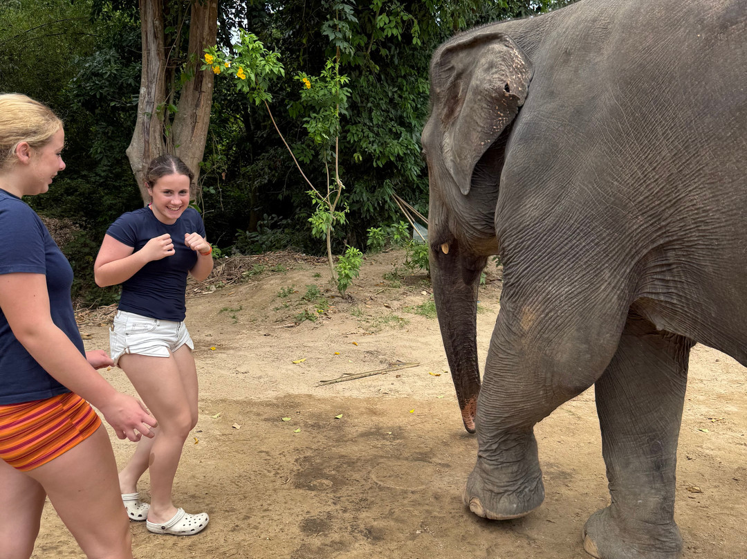 Samui Elephant Sanctuary-波普特必去景点