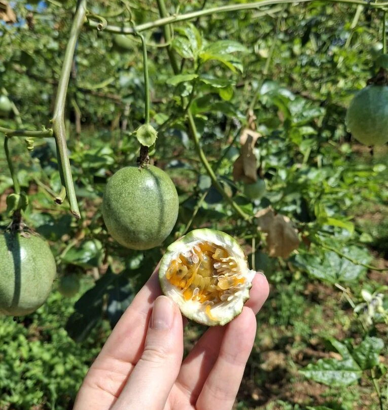 DaLat Day Tours-大勒必去景点