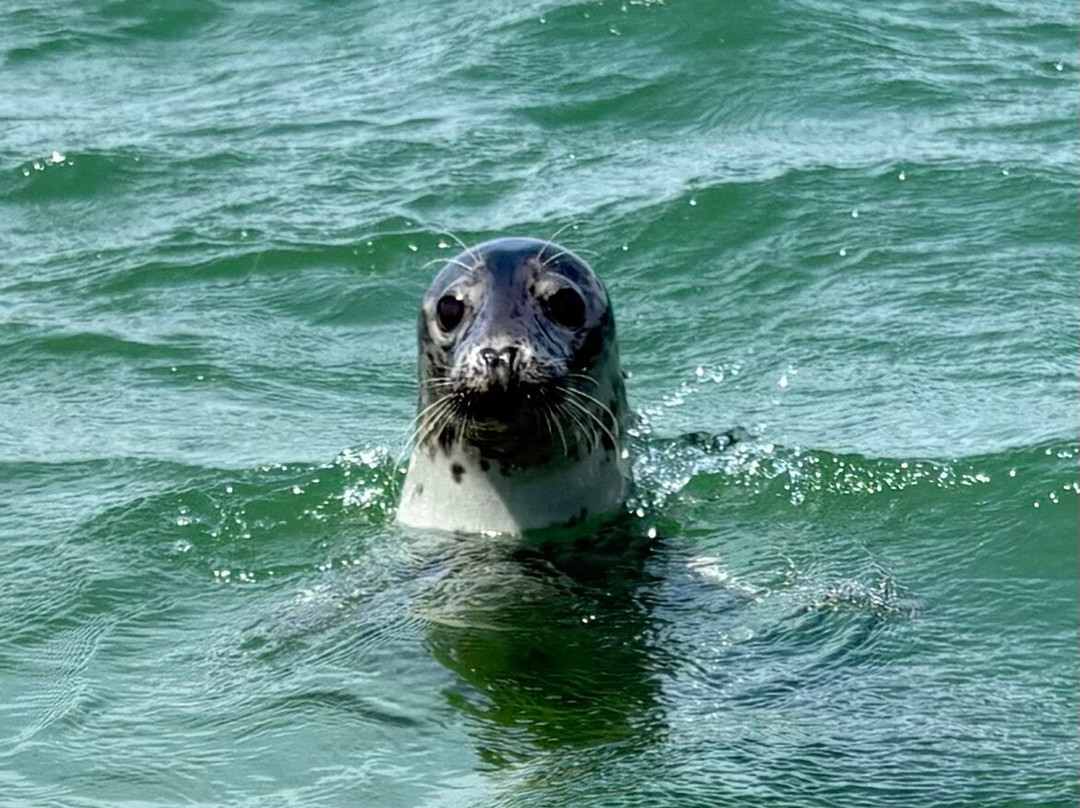 Bishops Boats Seal Trips-布莱克尼必去景点