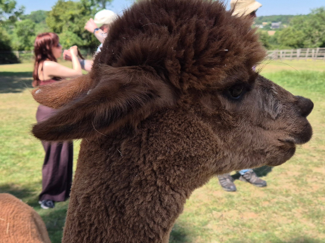 Yew Tree Alpacas-Buntingford必去景点