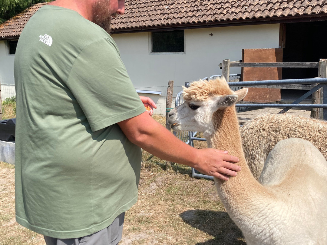 Reservoir Alpacas-Chard必去景点