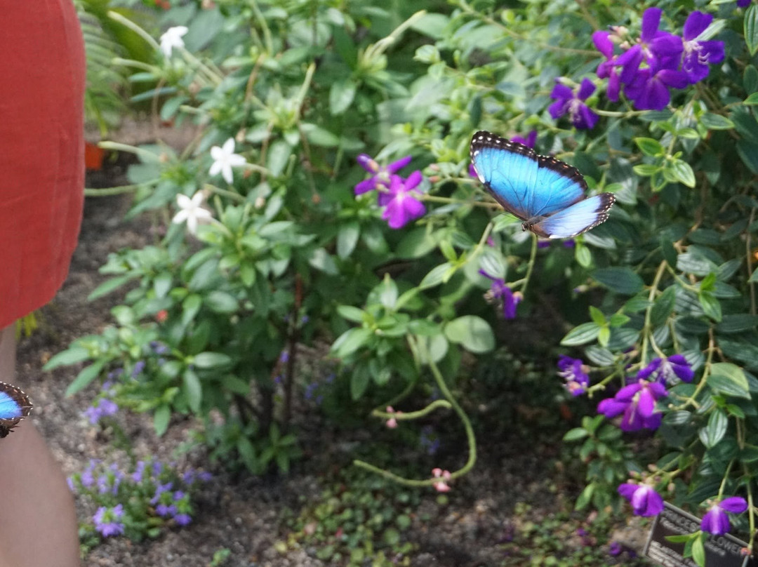 Lewis Ginter Botanical Garden-里士满必去景点