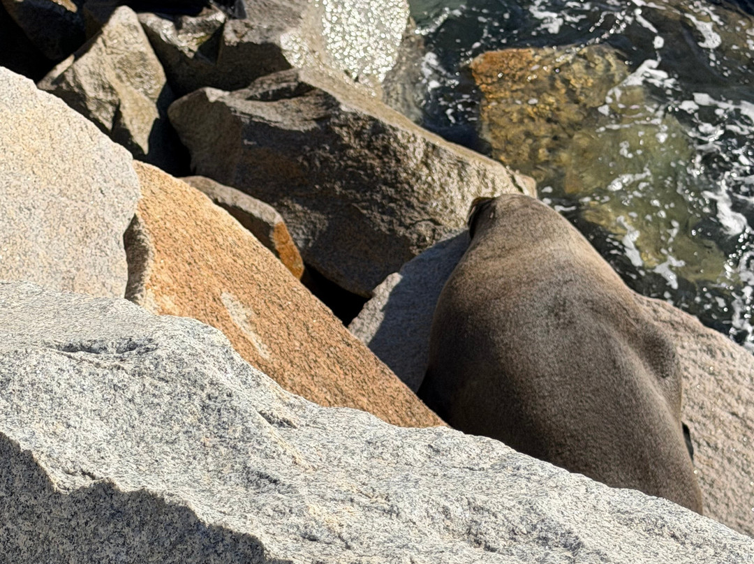 Seal Rocks-纳鲁马必去景点