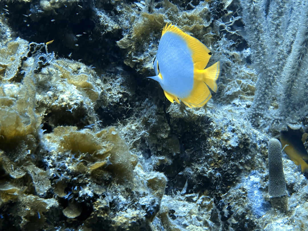 Only Blue Diving Dreams-Cockburn Town必去景点