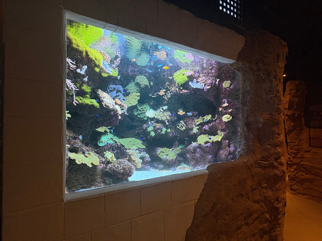 Lanzarote Aquarium-科斯塔特吉塞必去景点