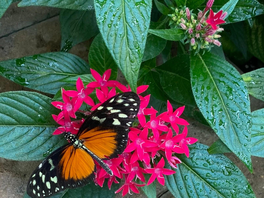 The Original Mackinac Island Butterfly House & Insect World-麦其诺岛必去景点