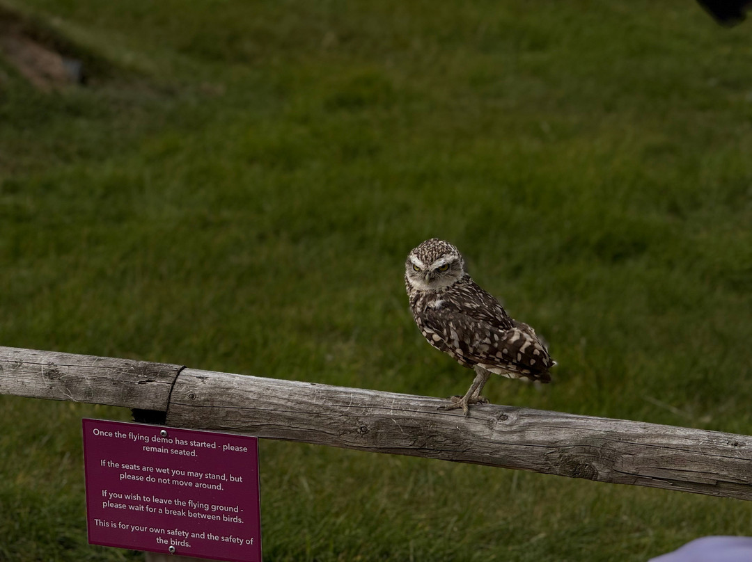 National Centre For Birds Of Prey-赫尔姆斯利必去景点