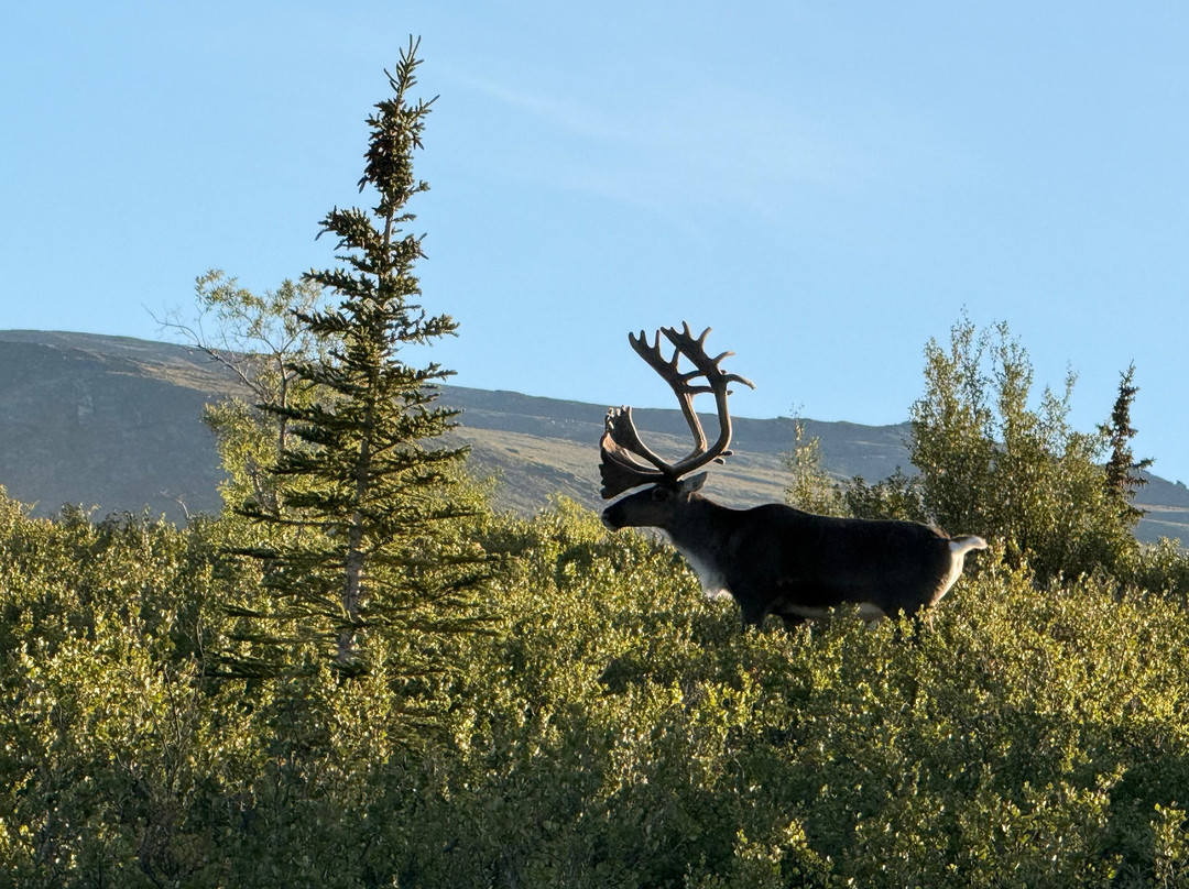 Tundra Wilderness Tour-Denali Park必去景点