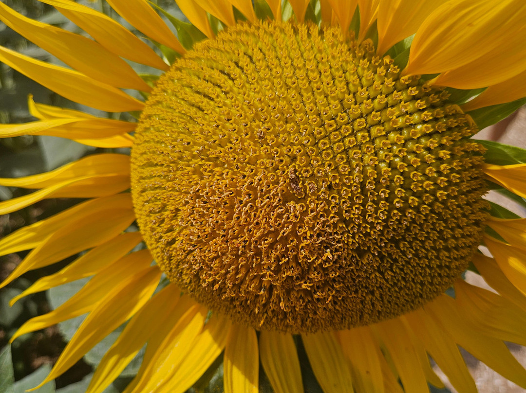 Dorset Sunflower Trail-多切斯特必去景点