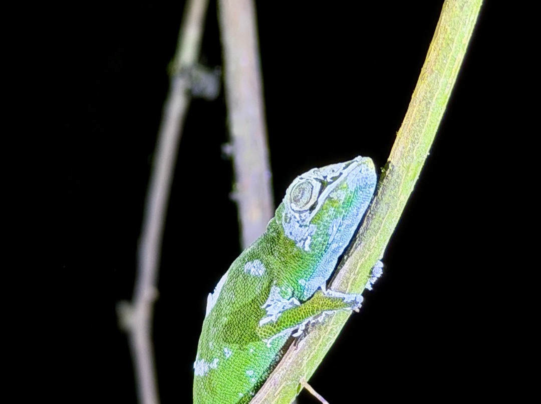 Faniry Madagascar Tours-安塔那那利佛必去景点