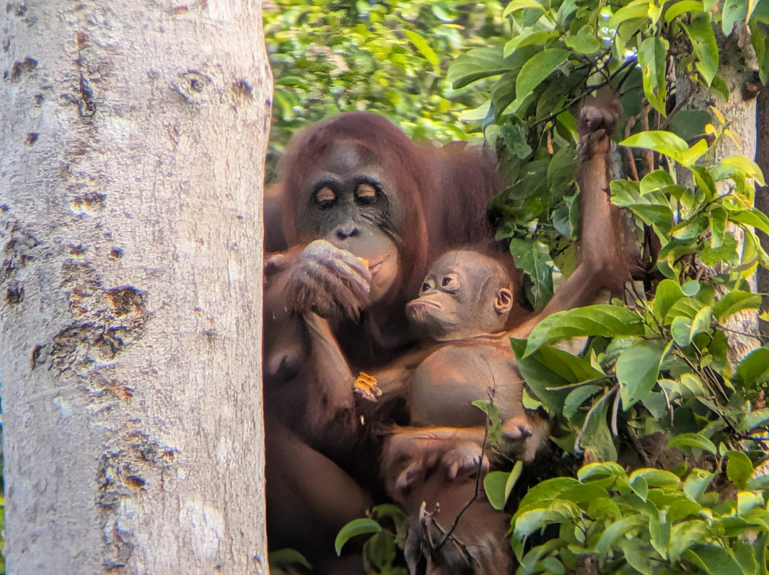 Orangutan Houseboat Tour-Kumai必去景点