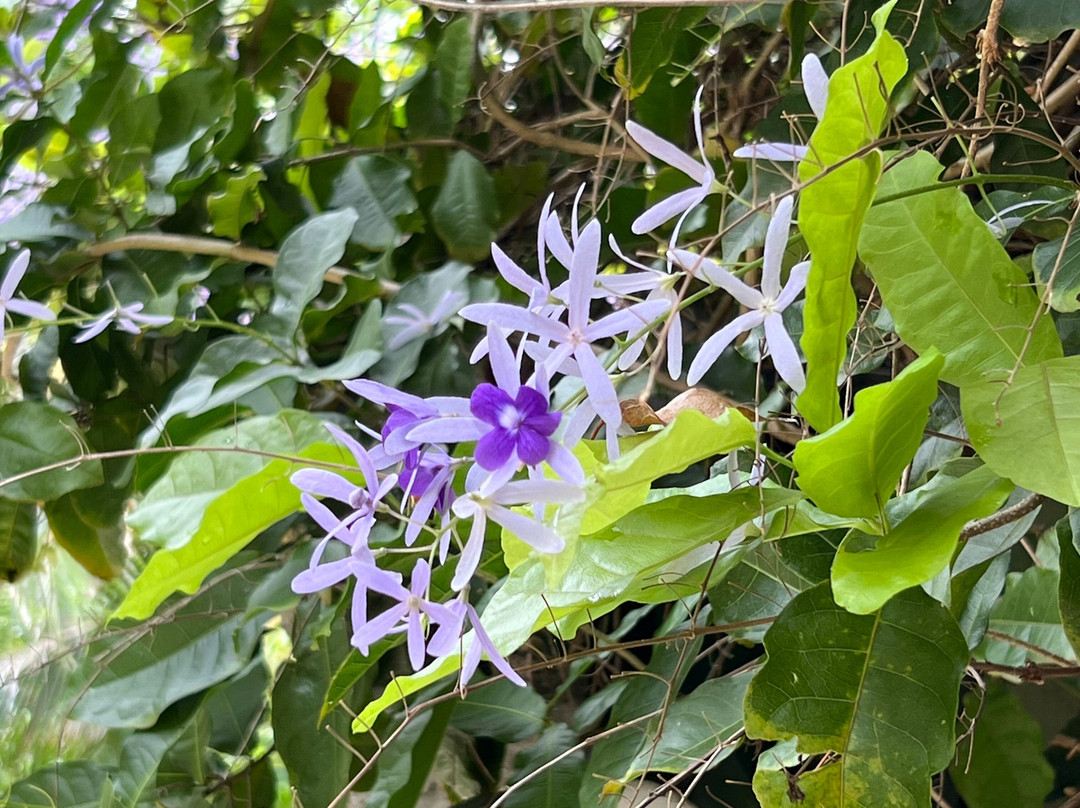 Sunken Gardens-圣彼德斯堡必去景点
