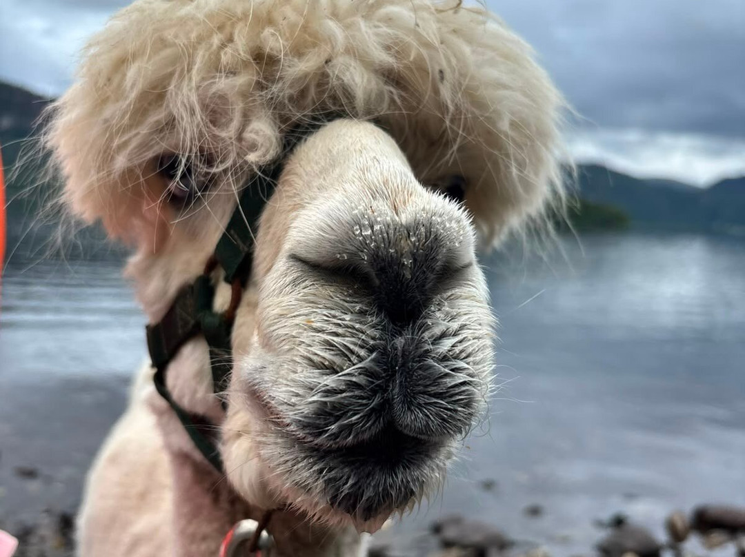 Alpacaly Ever After-Portinscale必去景点