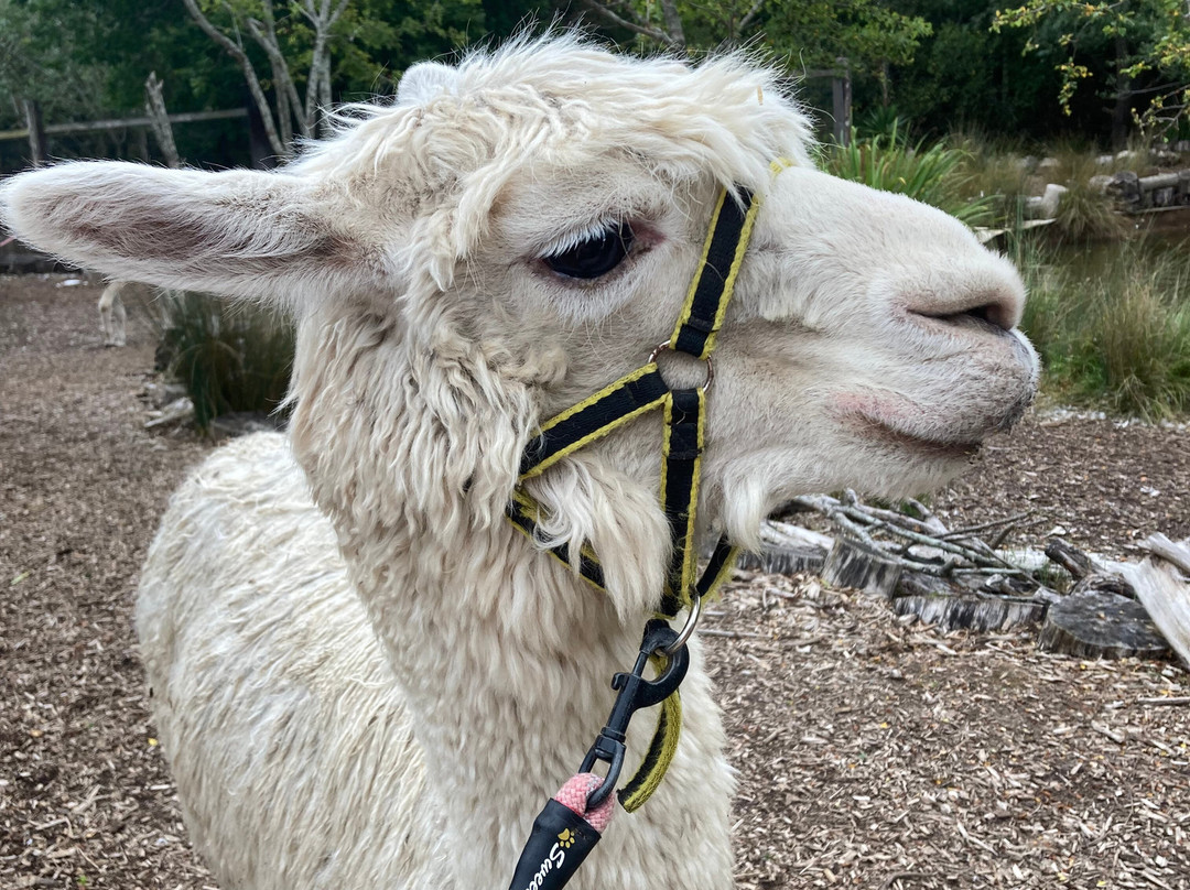 Nanny Sharon's Alpaca Farm C.I.C-Prenton必去景点