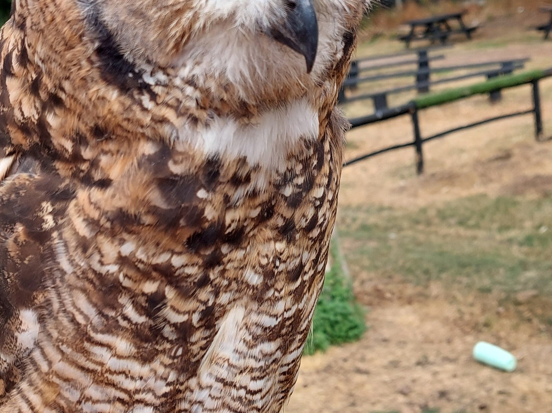 Eagle Heights Wildlife Foundation-Eynsford必去景点