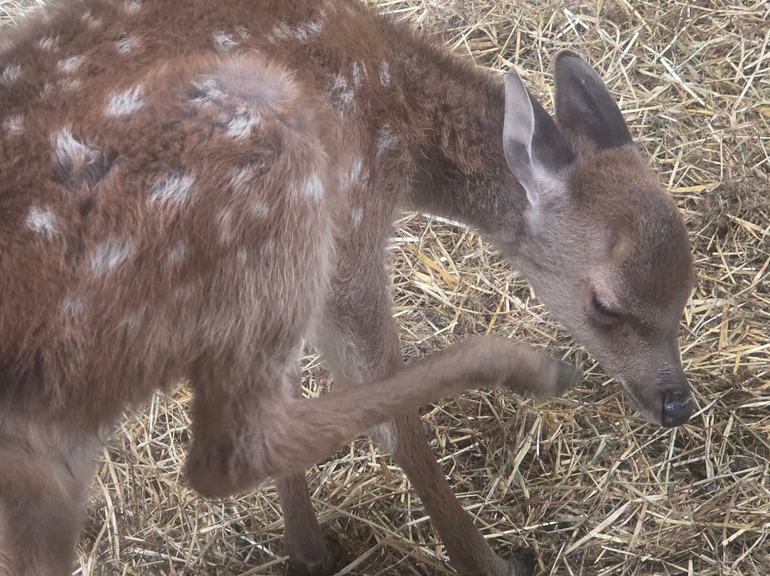 Secret Valley Wildlife Park-韦克斯福德必去景点