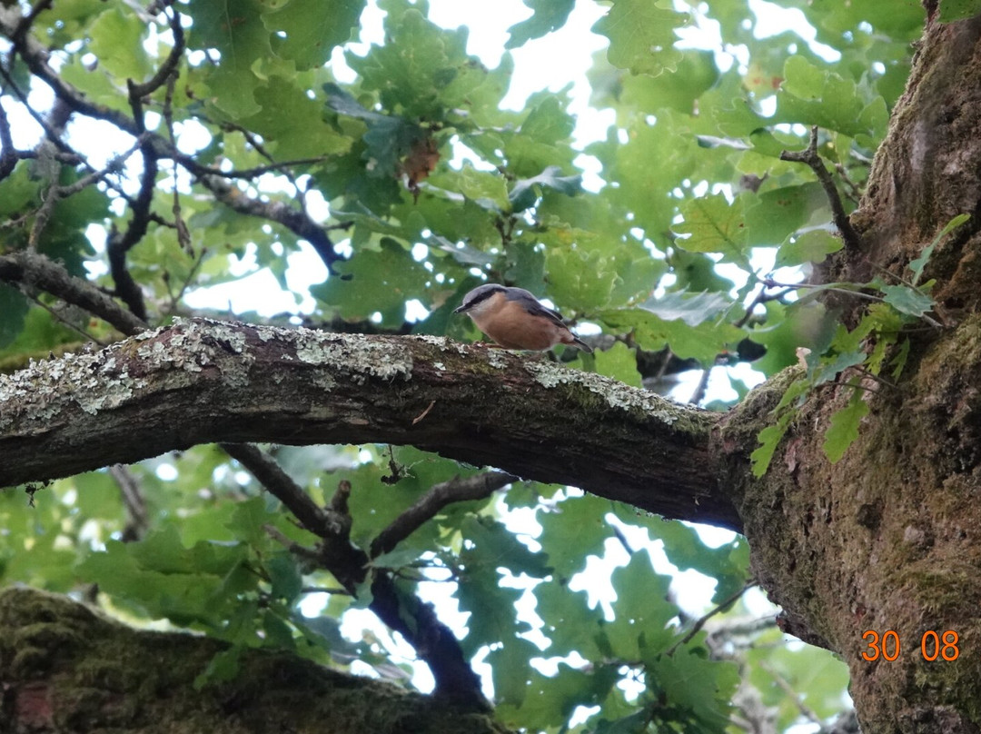Pulborough Brooks RSPB-Pulborough必去景点