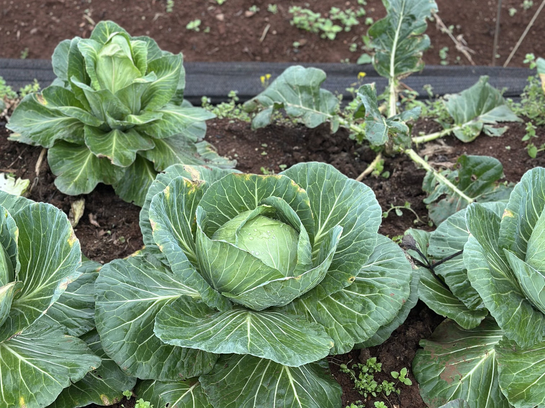 Agroecologia Ferrari-Arroio do Meio必去景点