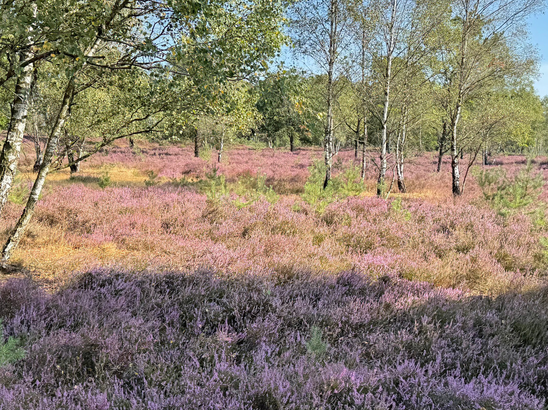 Lüeneburger Heide-吕讷堡必去景点