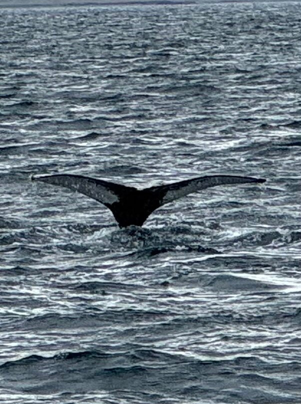 Laki Tours Whale Watching - Olafsvik-Olafsvik必去景点