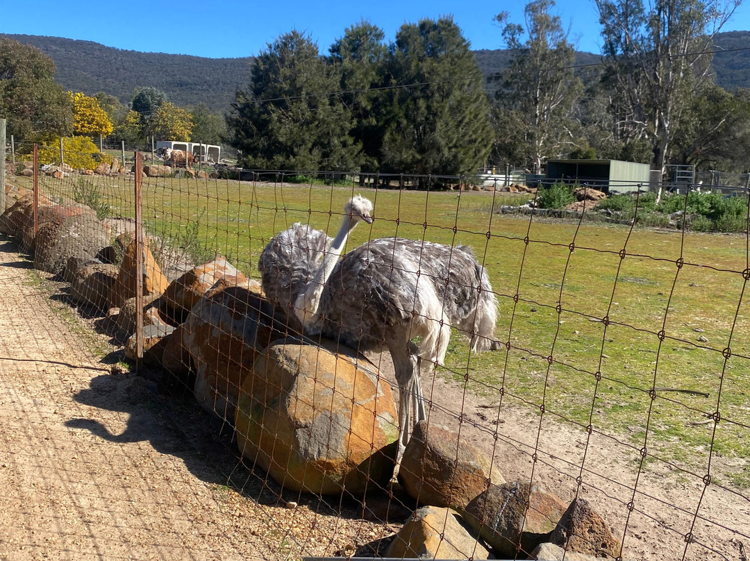 Halls Gap Zoo-贺思盖必去景点