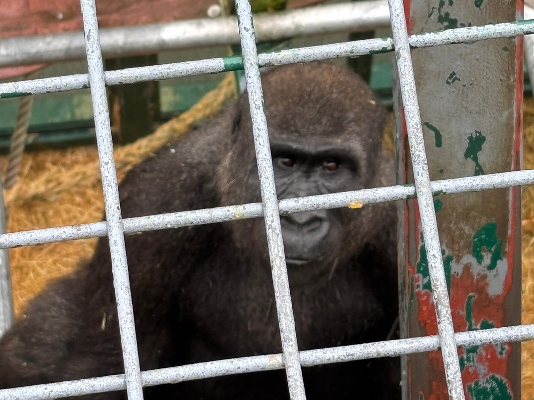 Port Lympne Reserve-Lympne必去景点