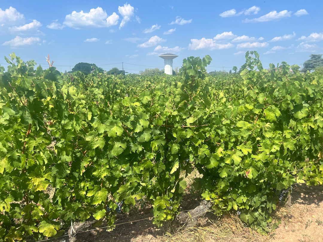 Château Gueyrosse EARL Vignobles Yves DELOL-利布尔纳必去景点