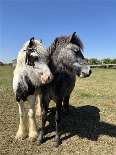 Bransby Horses-Bransby必去景点