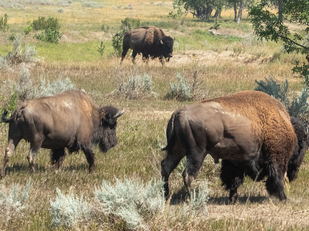 Theodore Roosevelt National Park-Medora必去景点