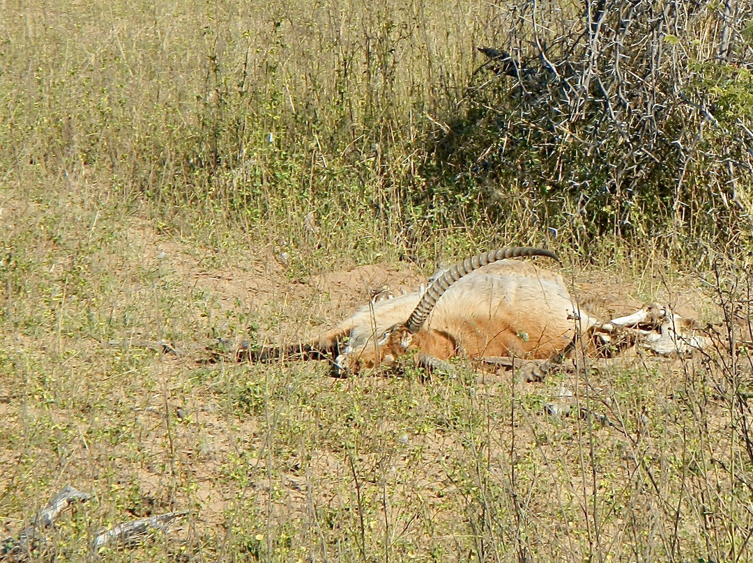 Buffalo Core Area-Bwabwata National Park必去景点