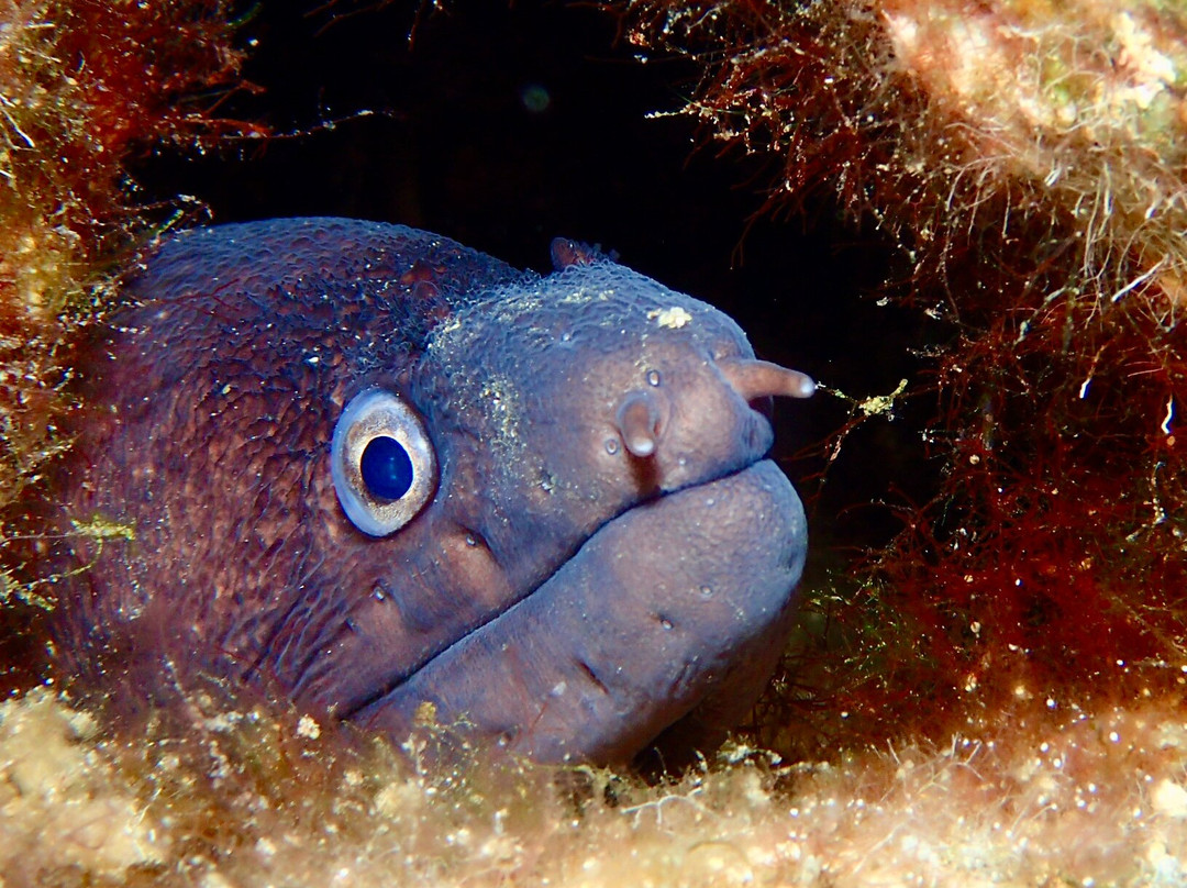 Diver's Club Crete-阿希亚贝拉希亚必去景点