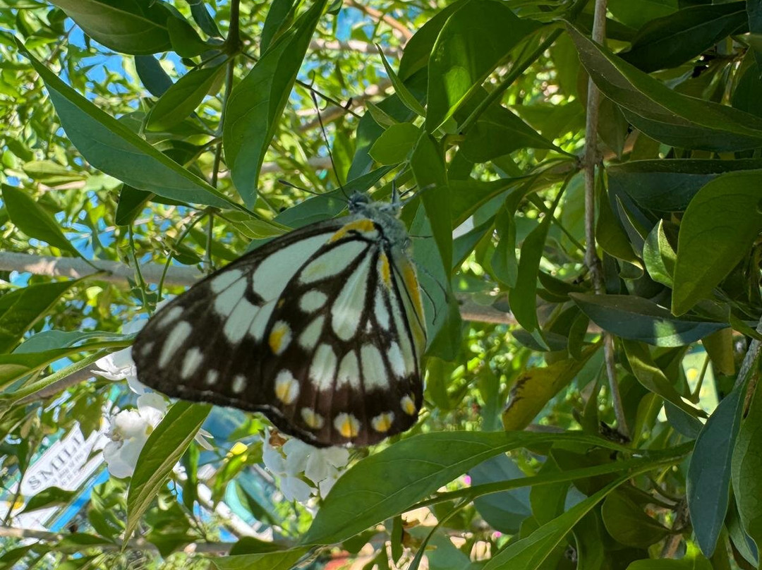 Bribie Island Butterfly House-Bongaree必去景点