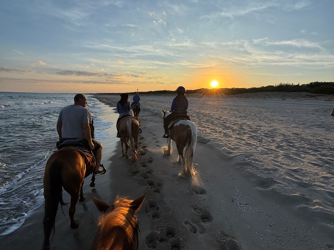 Family Horses 373-5361953-Marina di Ginosa必去景点