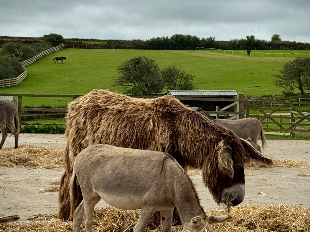 The Flicka Foundation - Donkey Sanctuary-Penryn必去景点