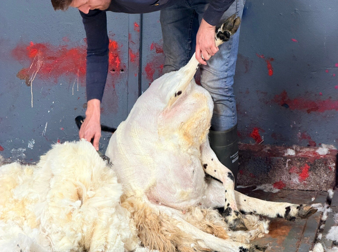 Kissane Sheep Farm-凯里郡必去景点