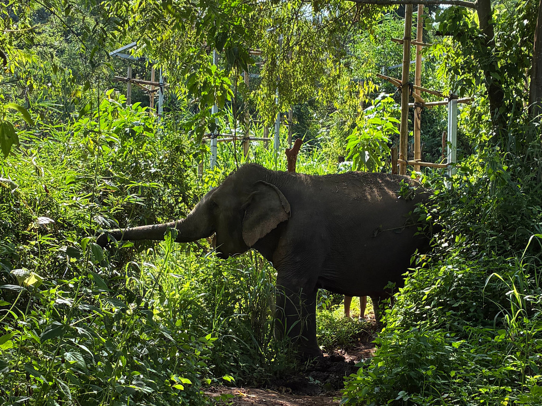Elephant Sanctuary Care Park-清迈必去景点