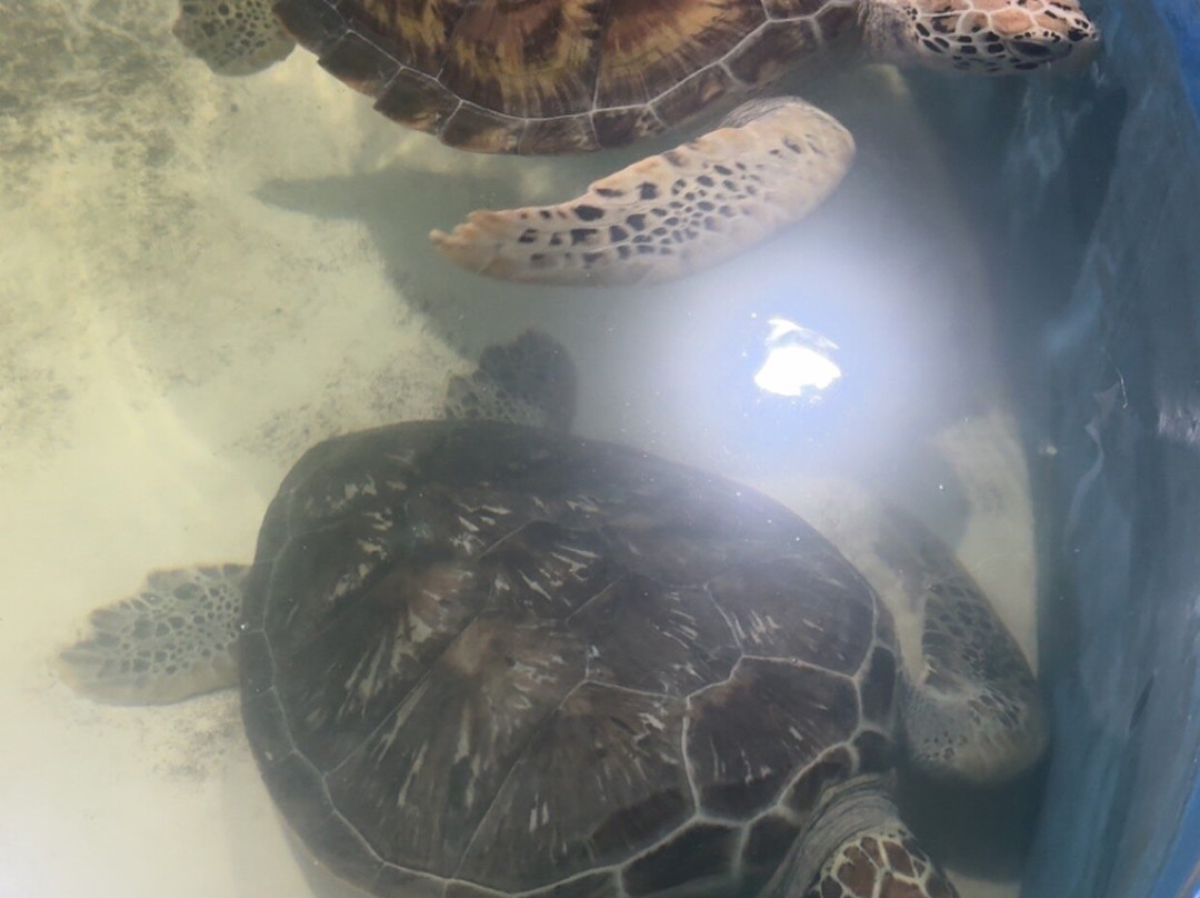 Ahungalla Sea Turtles Conservation And Research Center-亚洪加拉必去景点