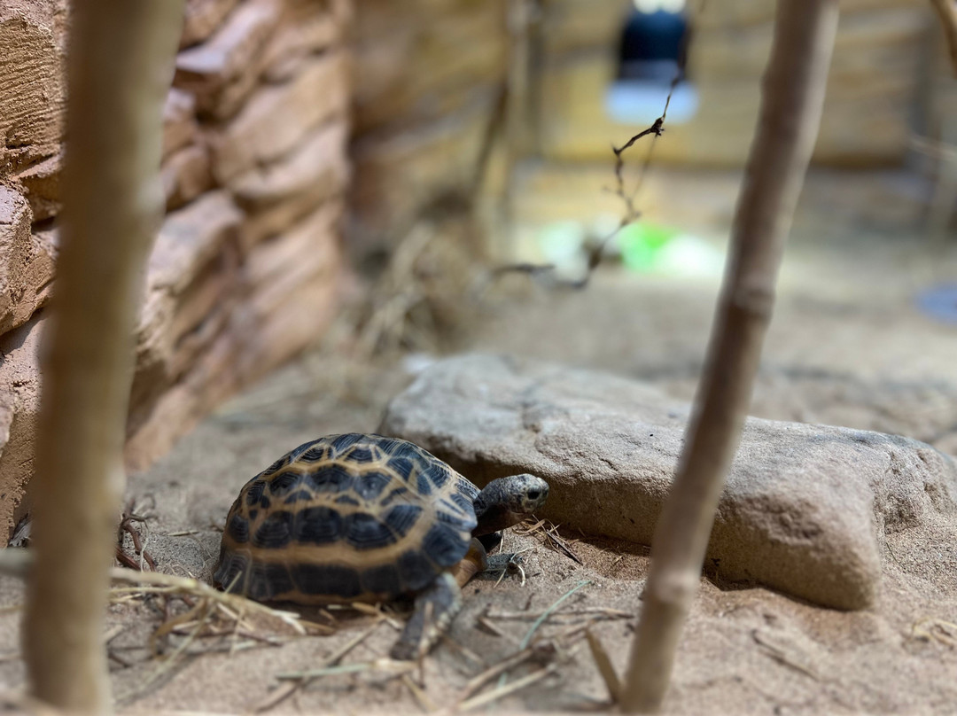 Welsh Mountain Zoo-科尔温湾必去景点