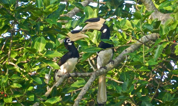 Kalametiya Bird Watching景点图片